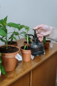 Consejos para mantener plantas de interior saludables durante todo el año