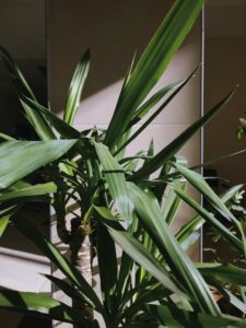 Consejos prácticos para mantener plantas de interior saludables todo el año